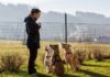 Why Dogs Need Daily Exercise