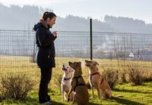 Why Dogs Need Daily Exercise