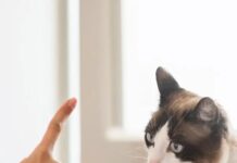 How to Toilet Train Your Dog