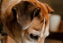 Creating a Healthy Feeding Schedule